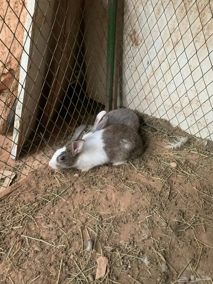ذكور ارانب 2