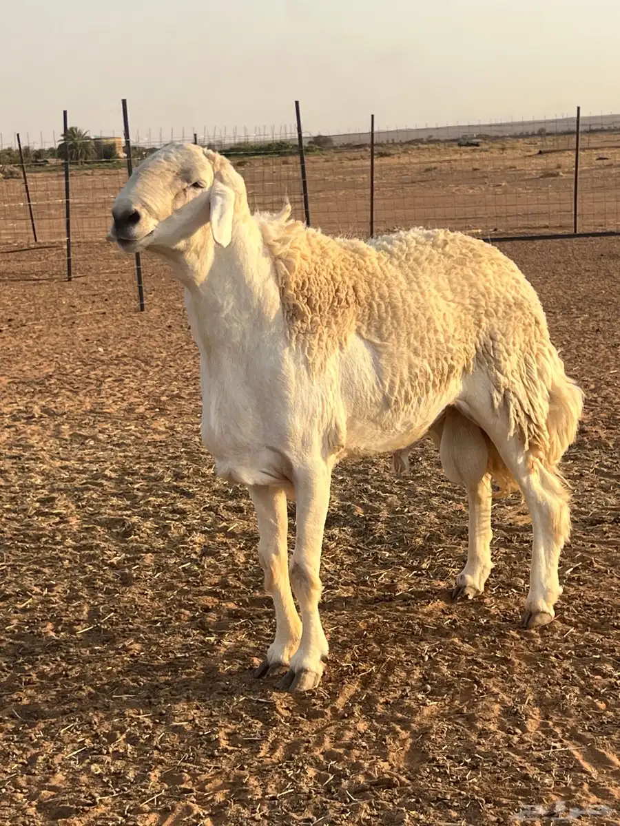 فحل حري صنف من مراح طويق 8