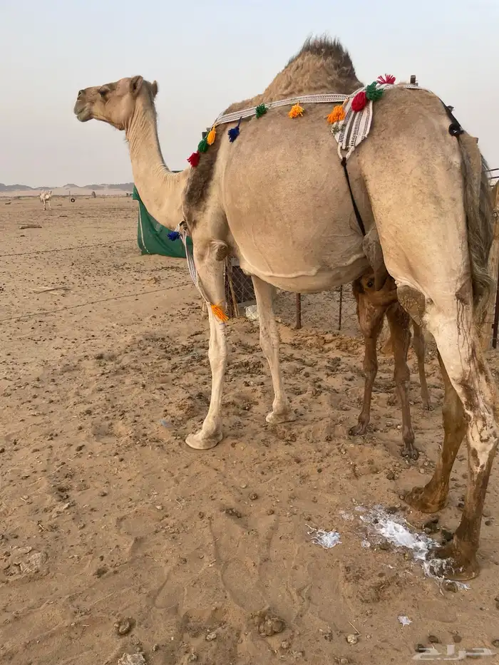 خلفه منيحه الضيفان حليب واجد اركه 0