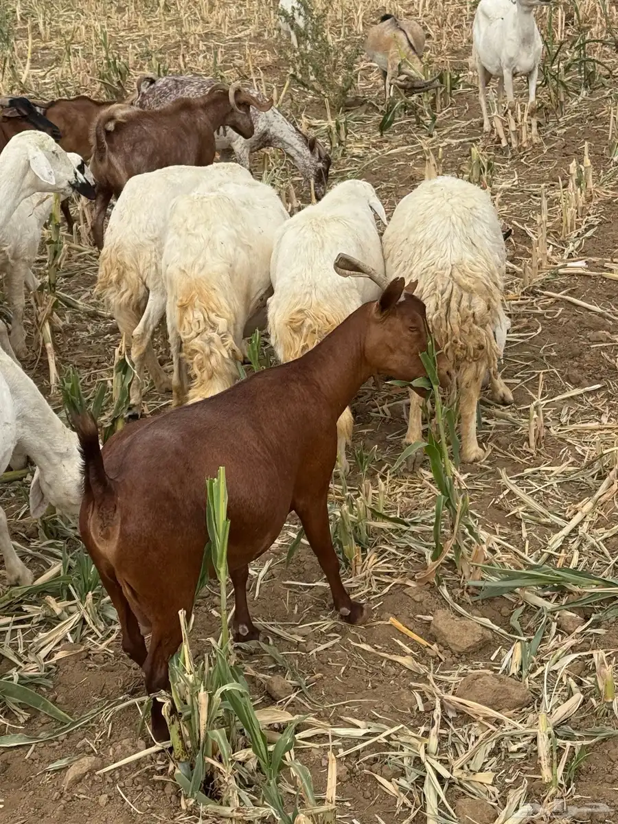 معزا حص وعارضيه معها اربع ثلاث عنق وتيس 0