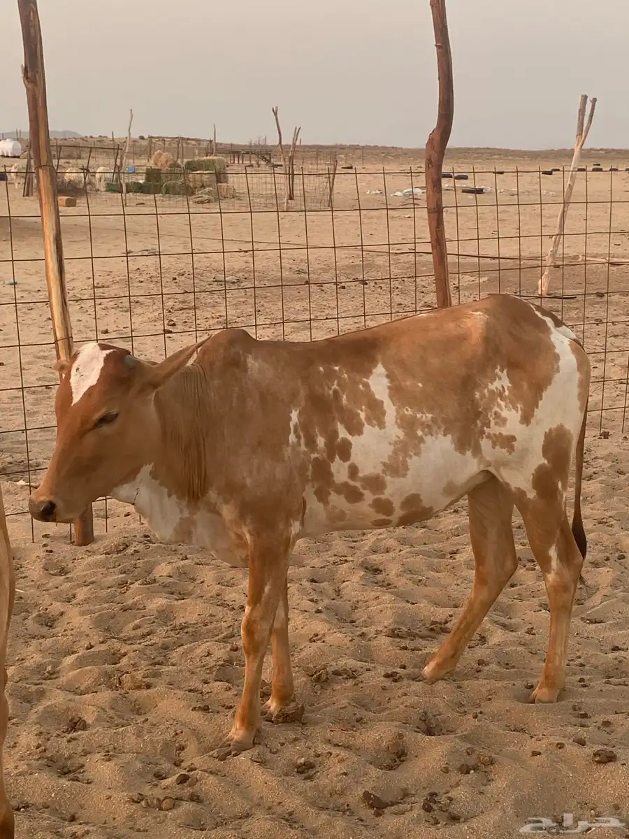 حسيله للبيع 1