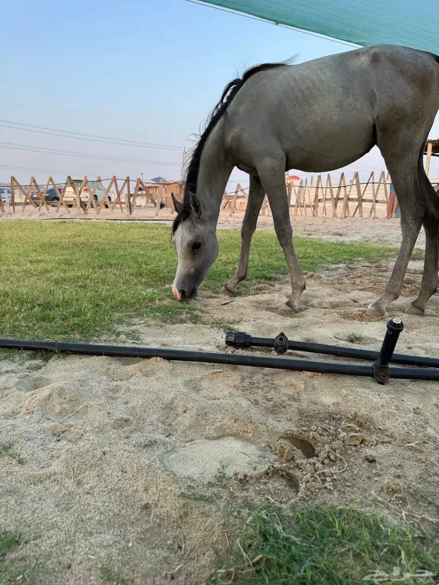 مهره شعبيه 0