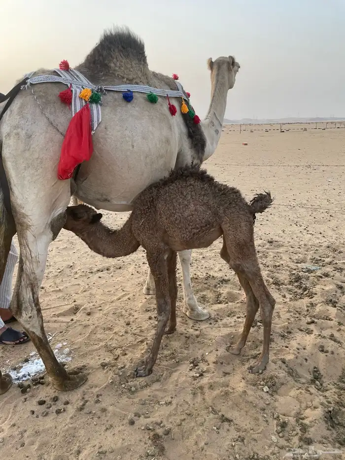 خلفه منيحه الضيفان حليب واجد اركه 1