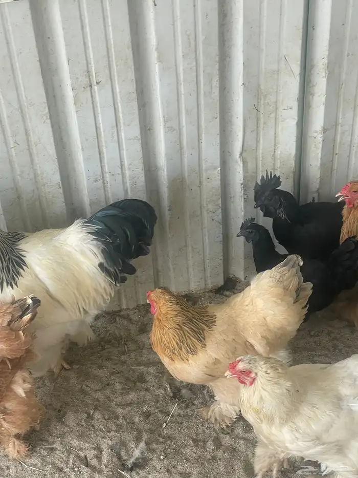 دجاج براهما ودجاج اندنوسي 4