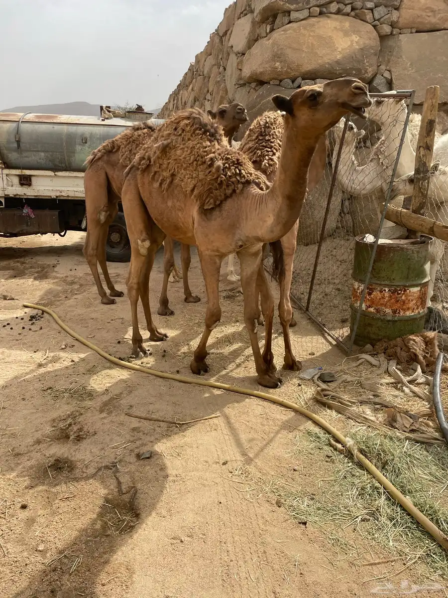 قعدان وبكره قعودين وبكره 3