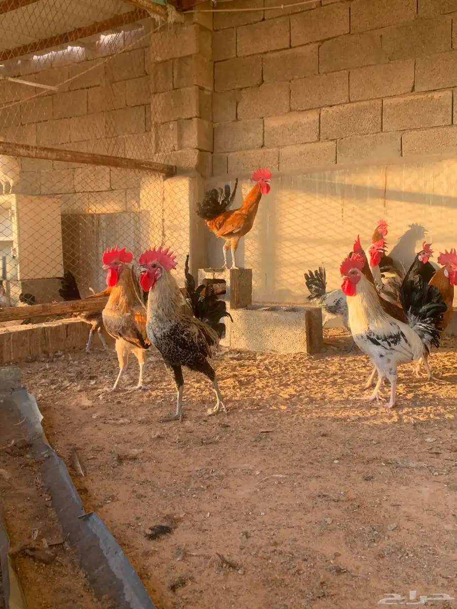 مشروع دجاج 8