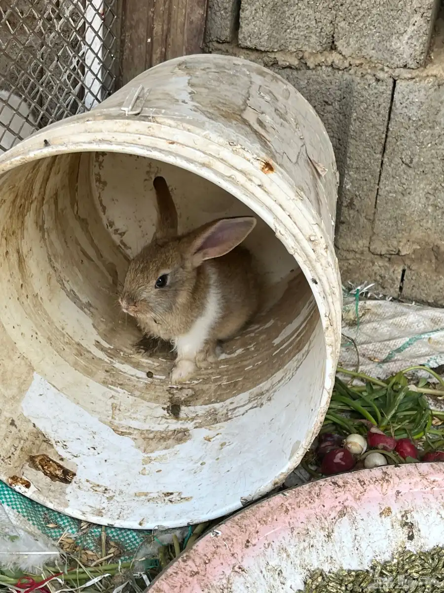 ارنب للبيع 3