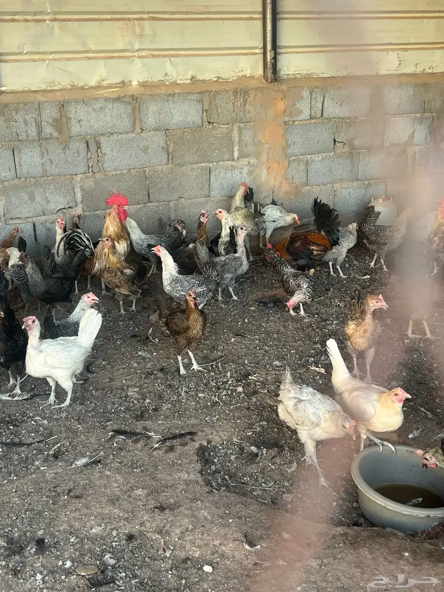 دجاج للبيع 0