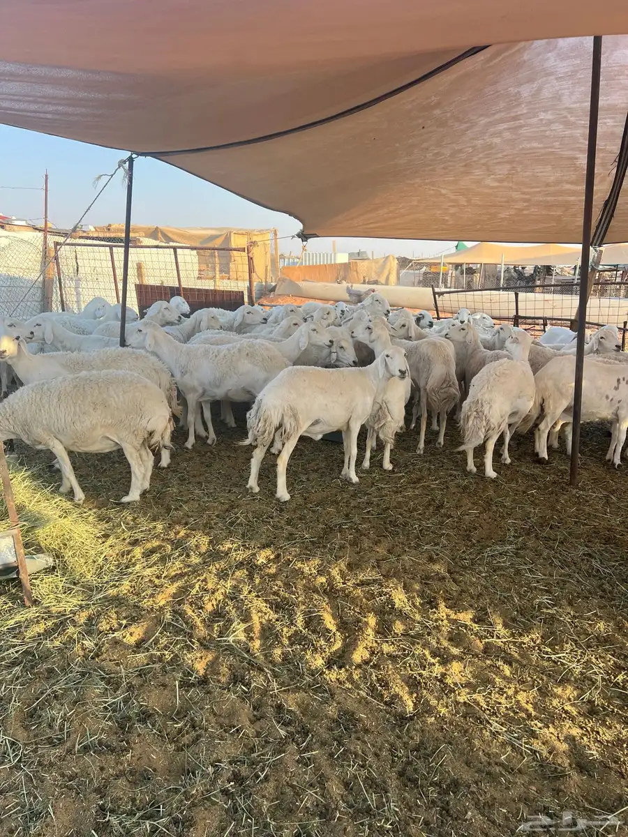 غنم مراح حريات صنف 4