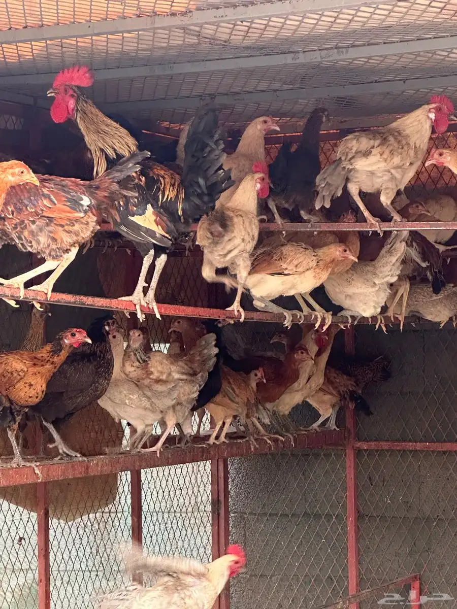 دجاج 3
