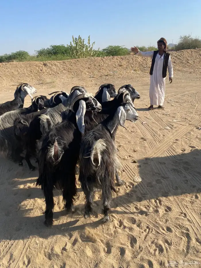 معزا عوارض مراح تم البيع 2