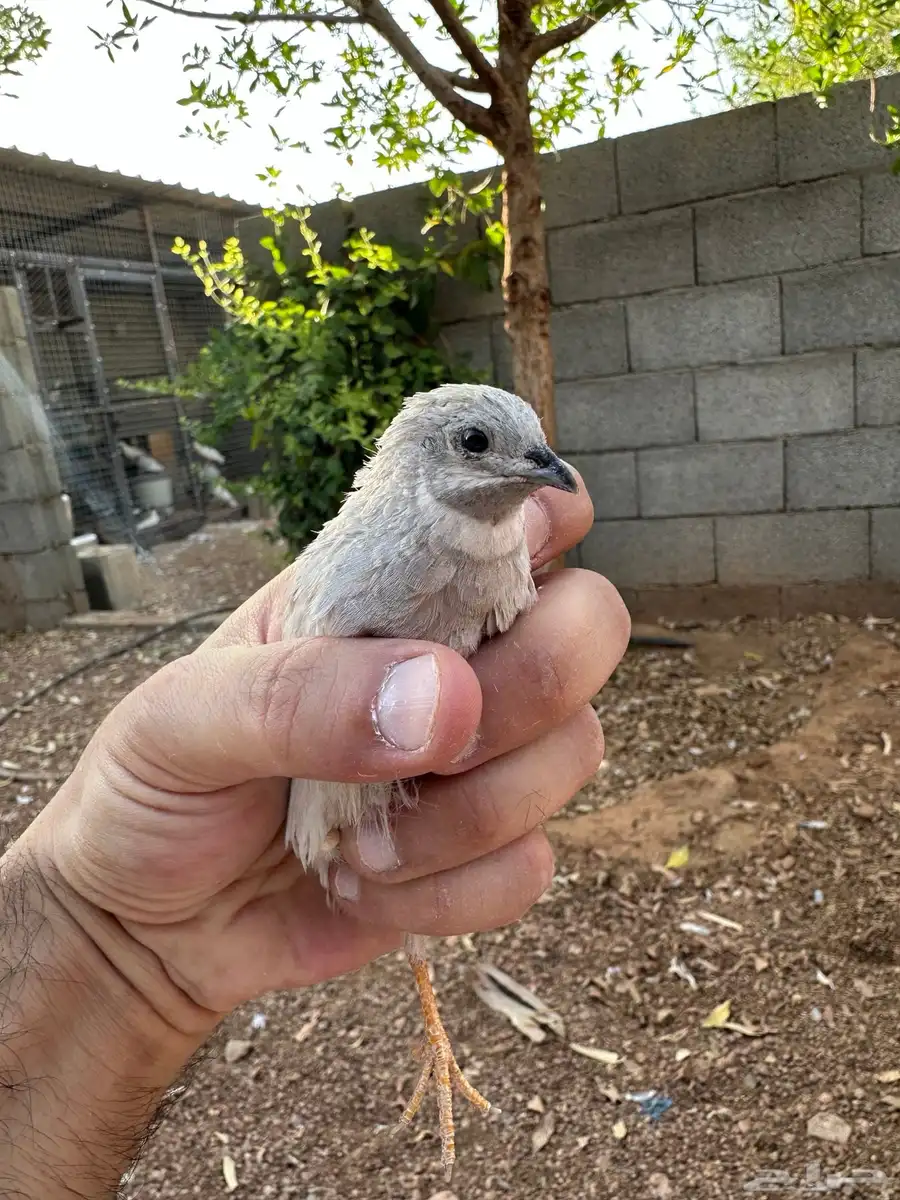 سمان صيني 0