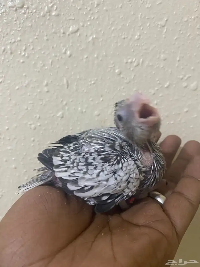 فروخ كروان (تم البيع ) 2