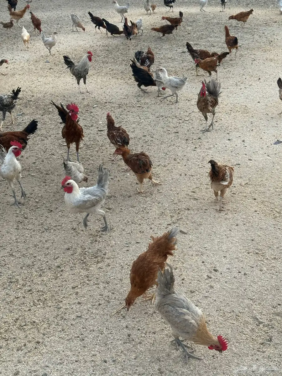 دجاج 2