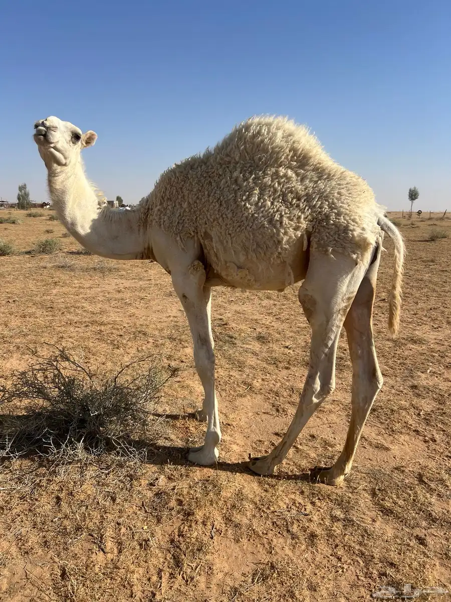قعود للبيع 0