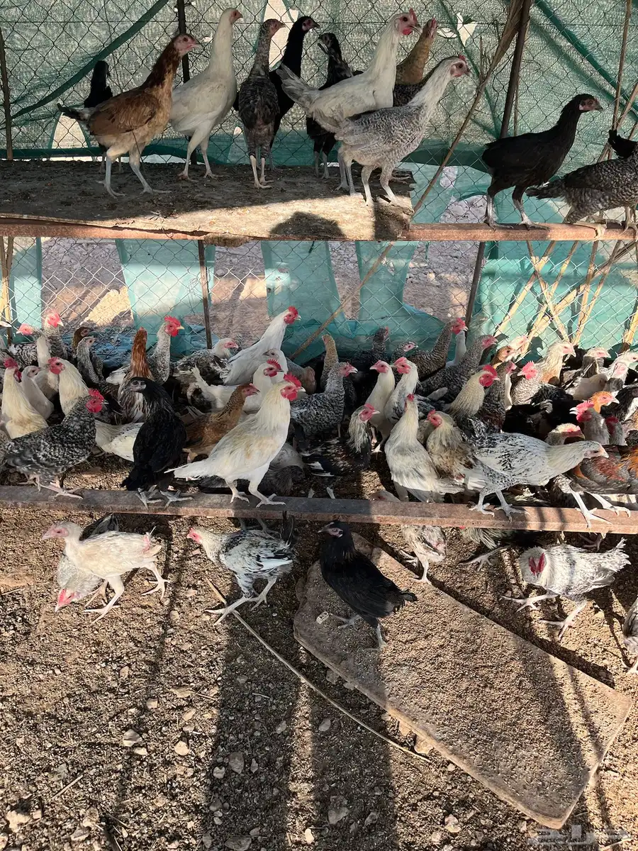 دجاج بلدي عمر خمس اشهور يوجد  تفريد 7