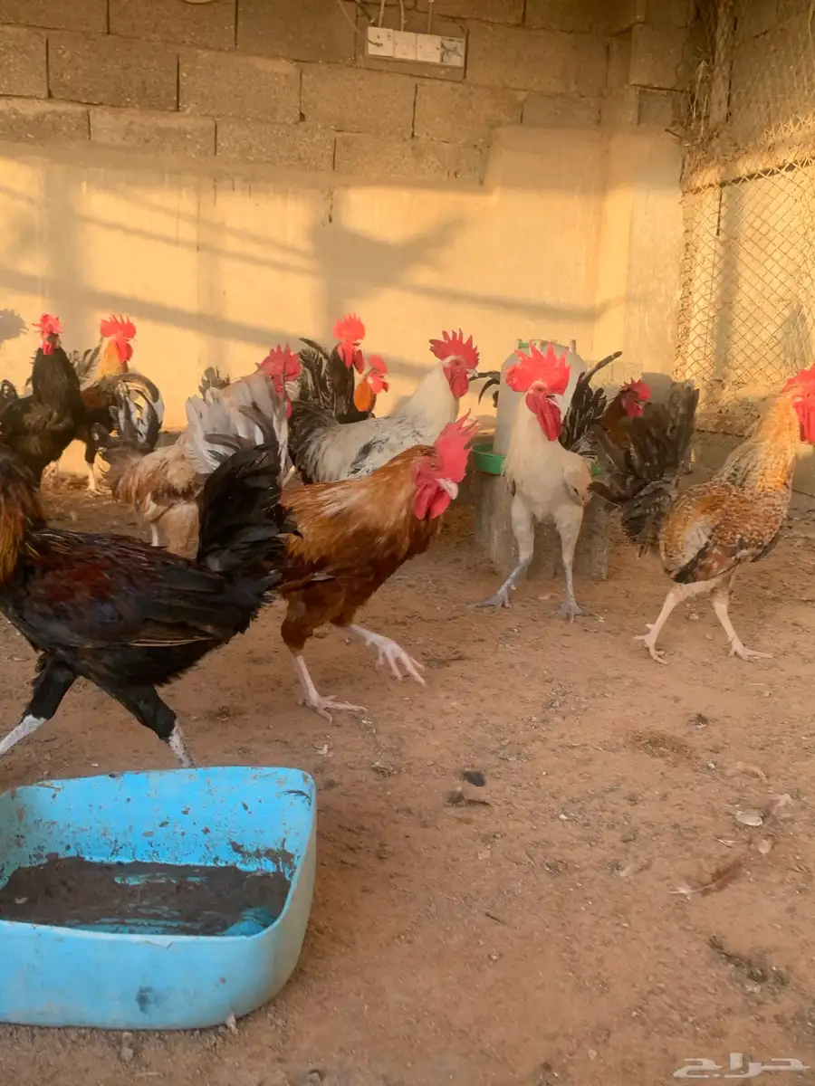مشروع دجاج 12