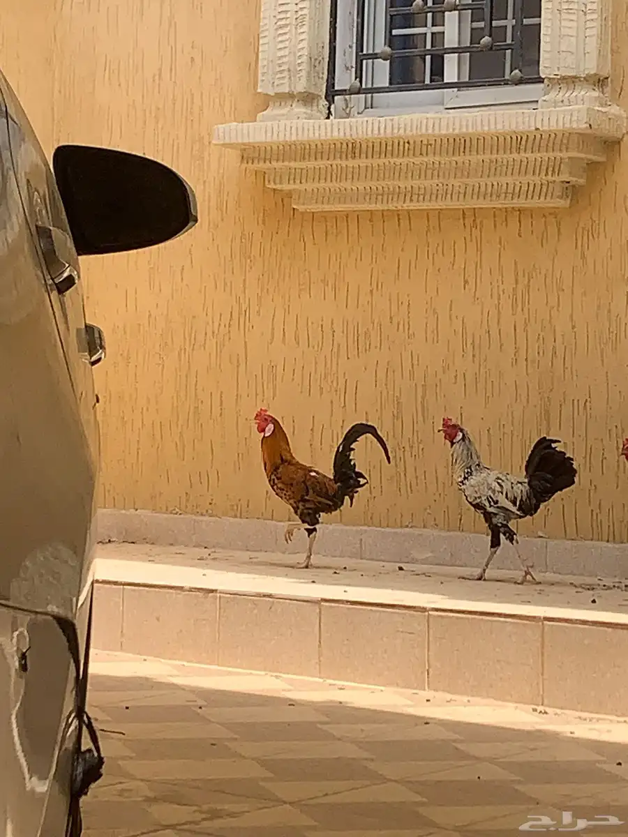 ديوك معجنة بلدي مع باكستاني على السوم واللي يجي إلا الصامل 1