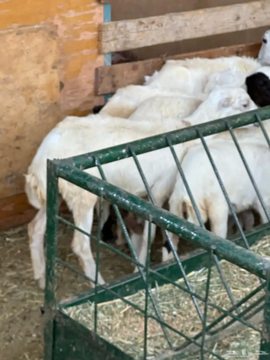 رخال رفيد 22