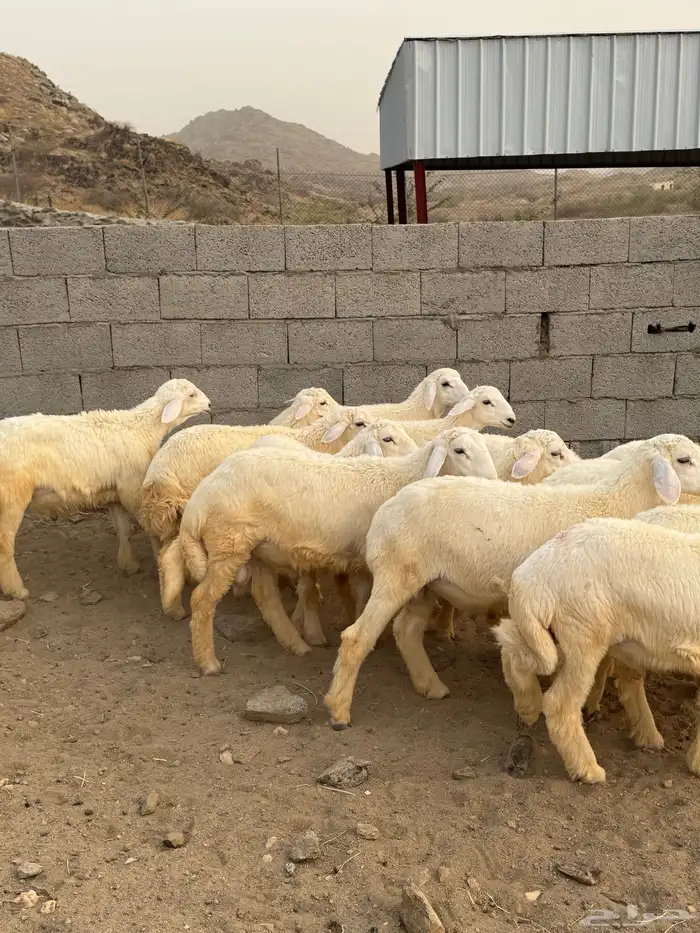 طليان حريات فاخره 14 ( تم البيع) 1