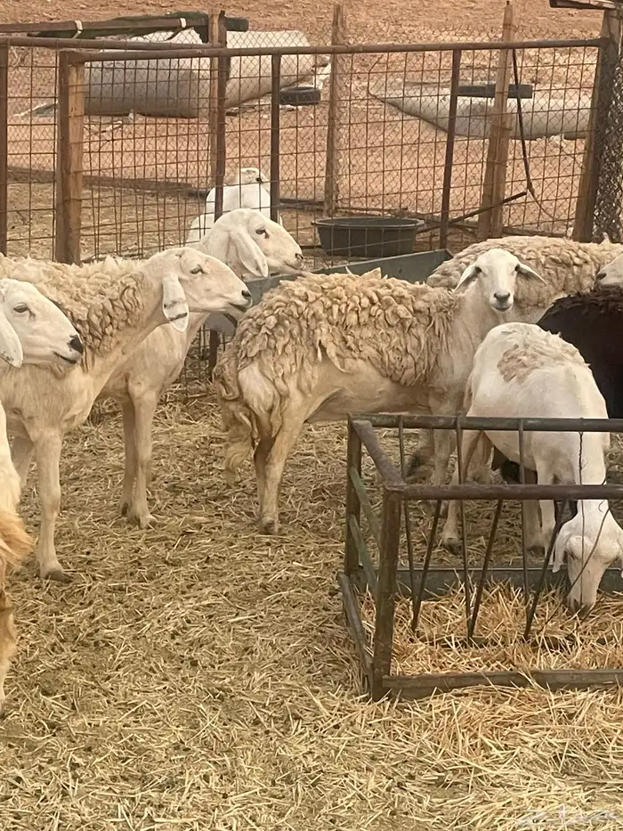 غنم حريات مراح 2
