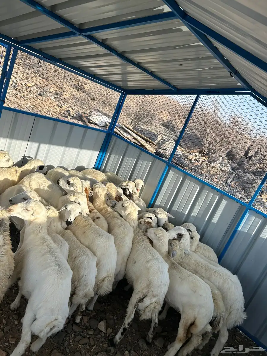 طليان ورخال تربية للبيع 0