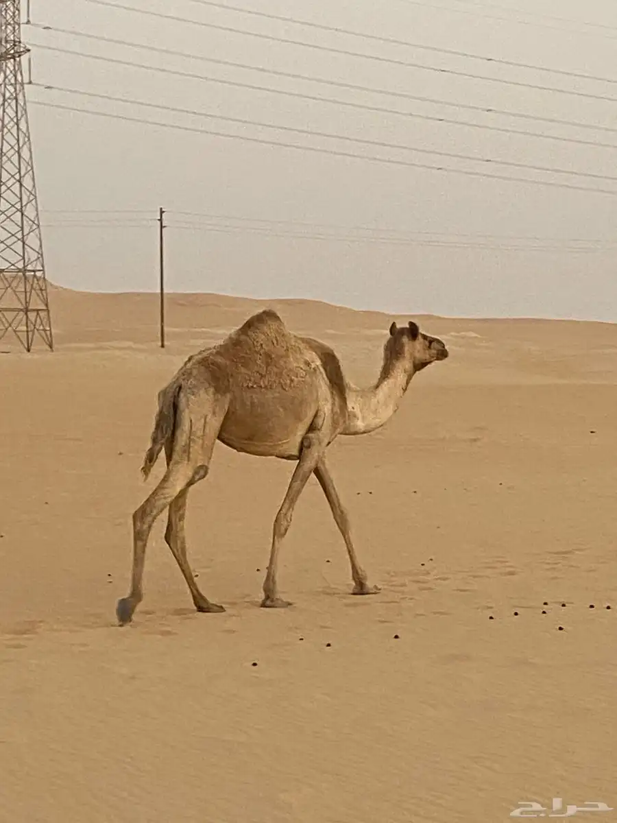 للبيع هجن مع الفحل 2
