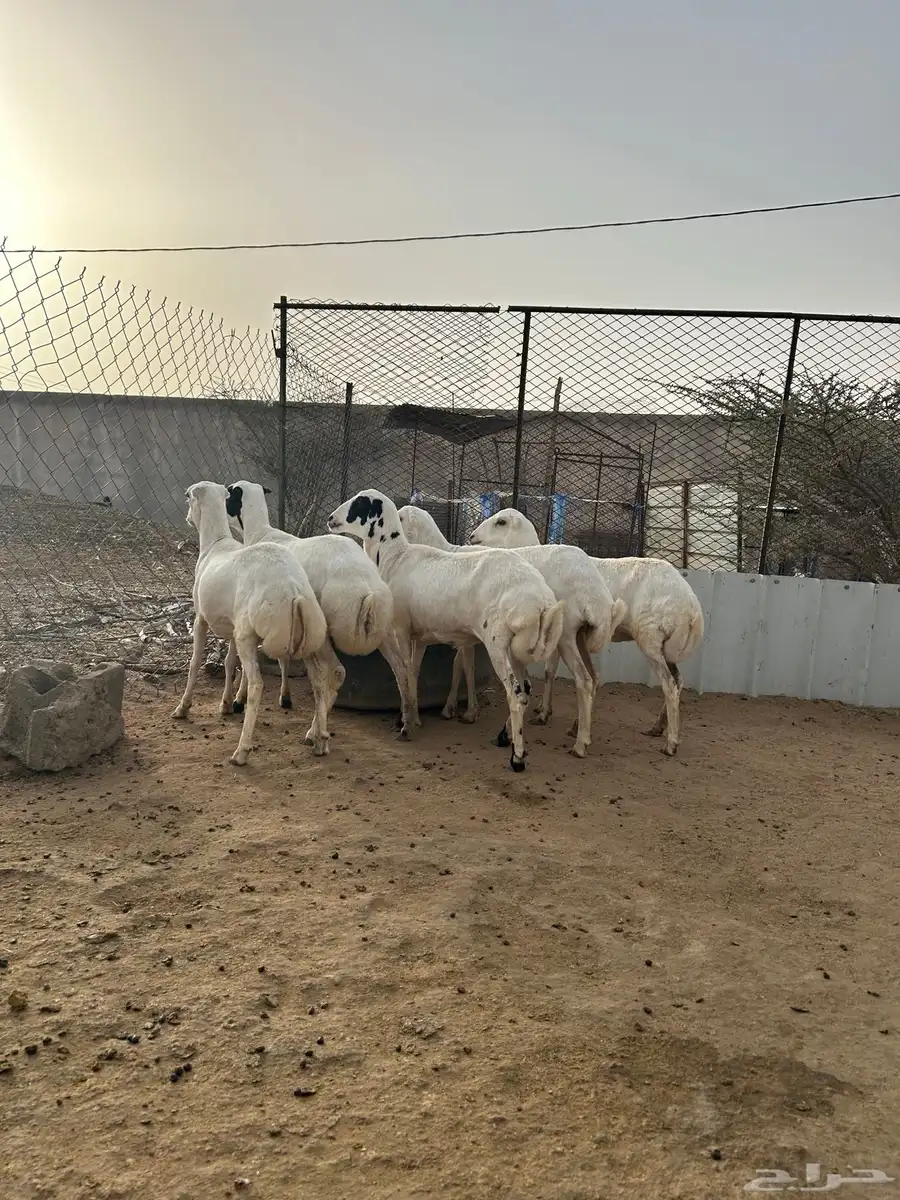 رخال رفيديات للبيع 0