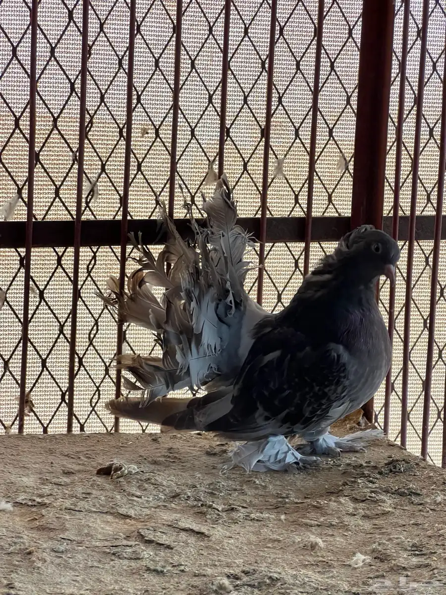 طبه رقاصي هندي 9