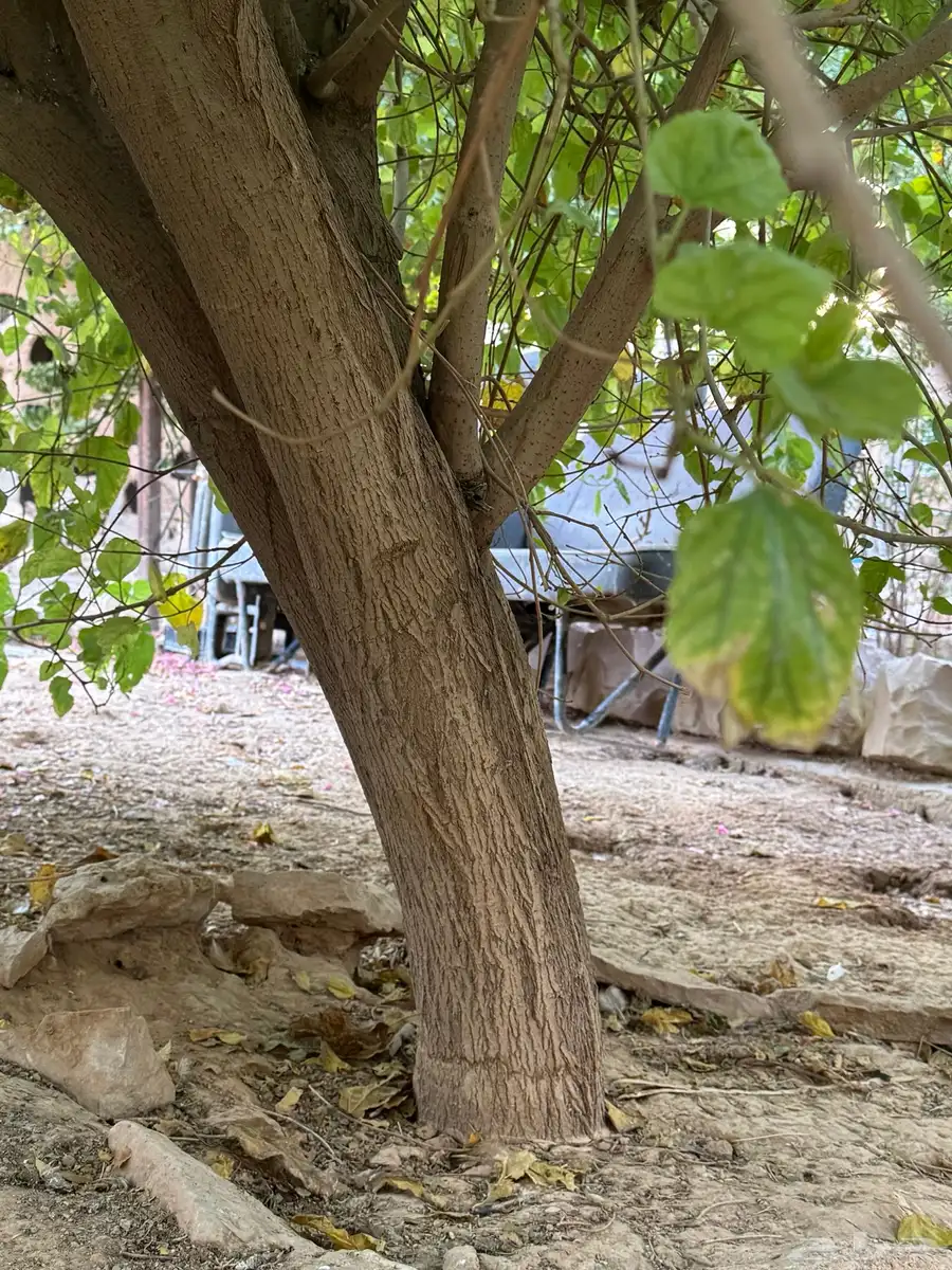 شجره توت 1