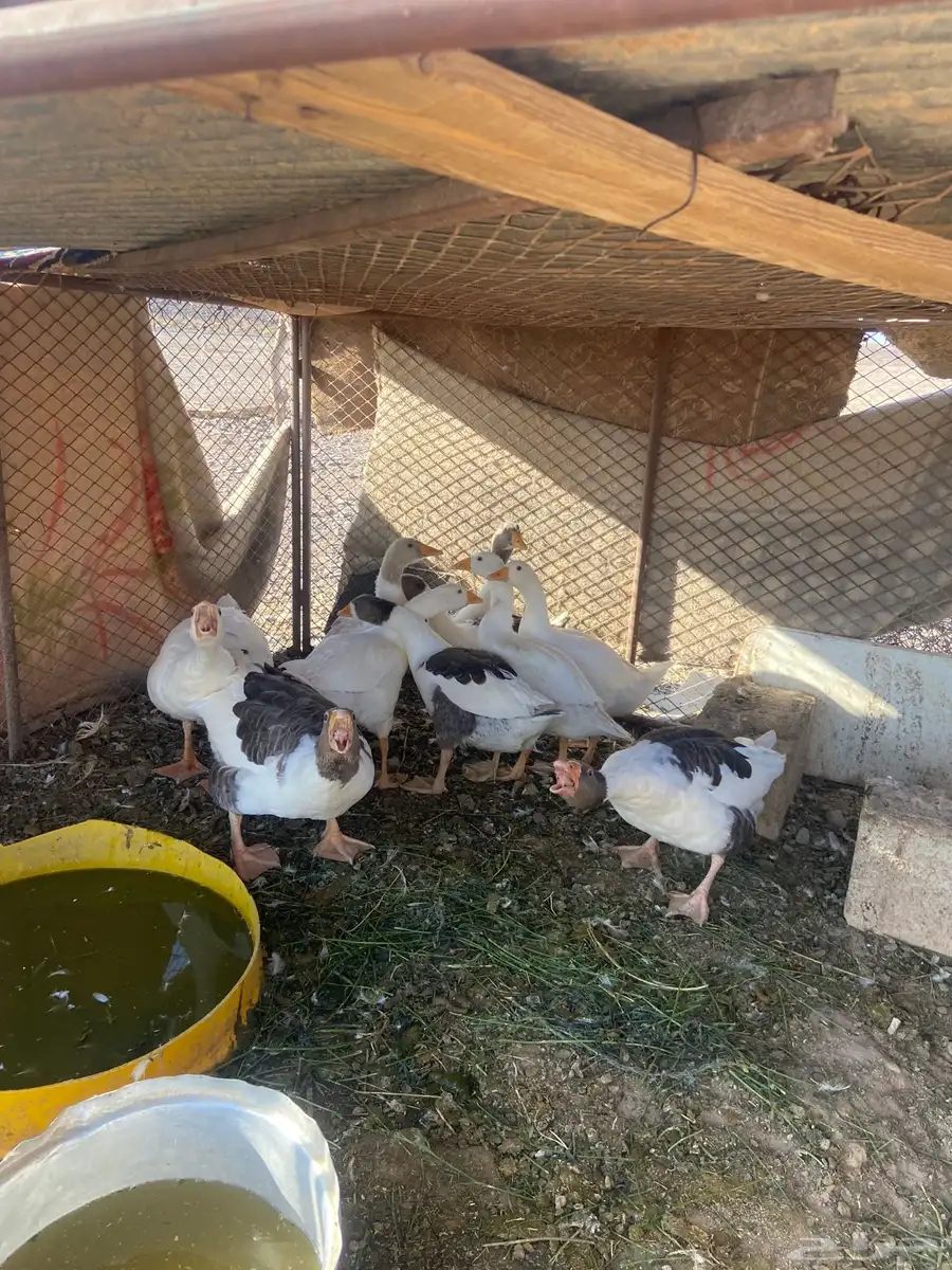 وز بلدي 1