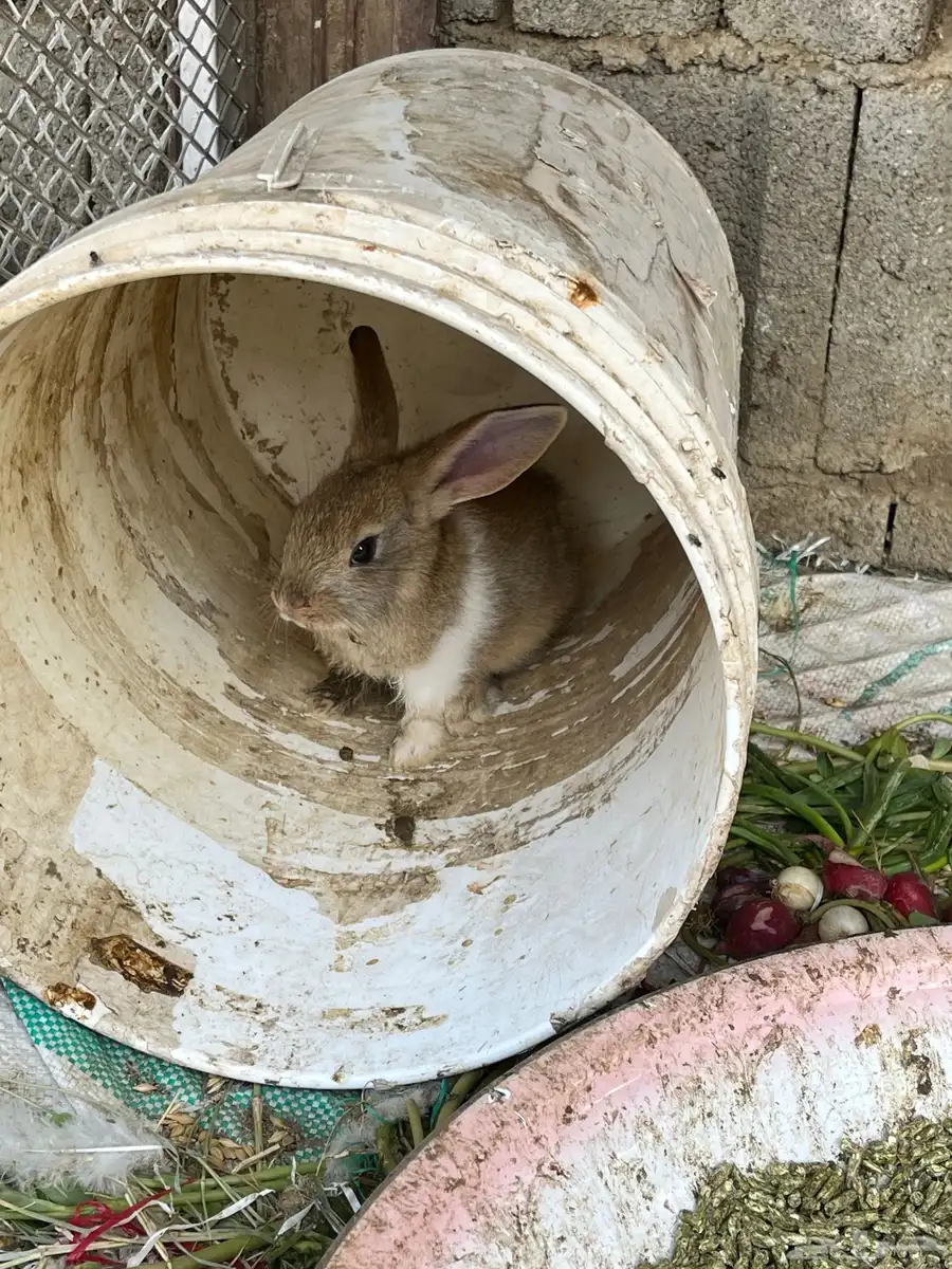 ارنب للبيع 4