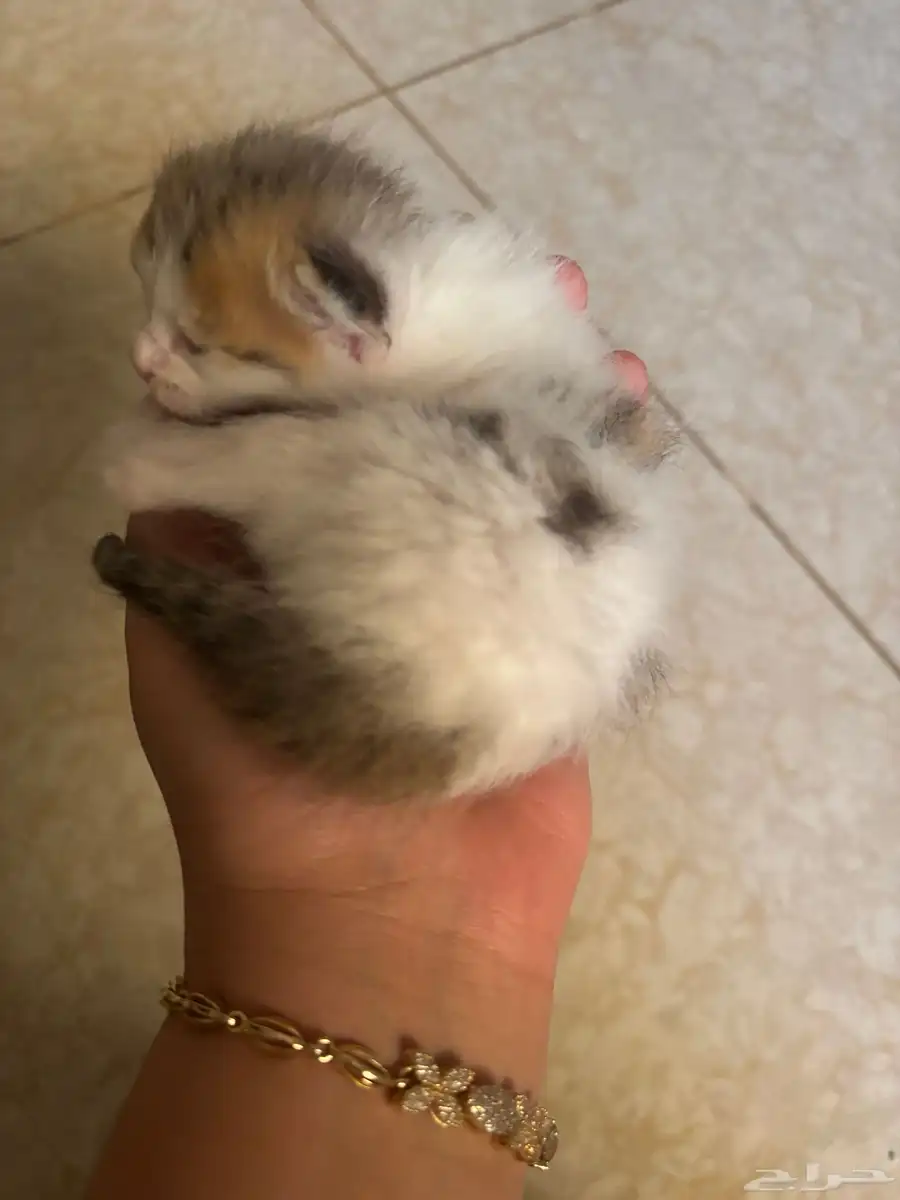 قطط للتبني 4