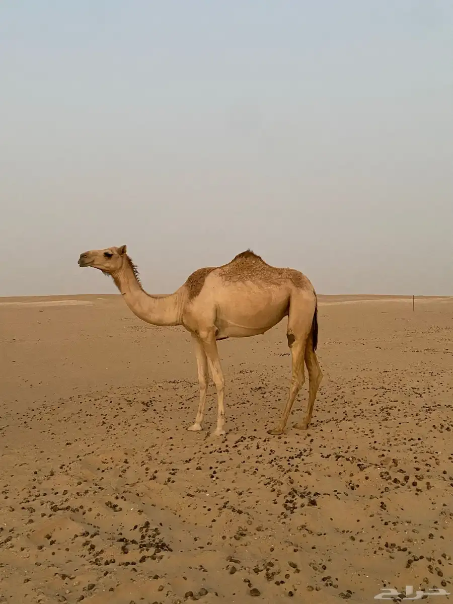 للبيع هجن مع الفحل 1