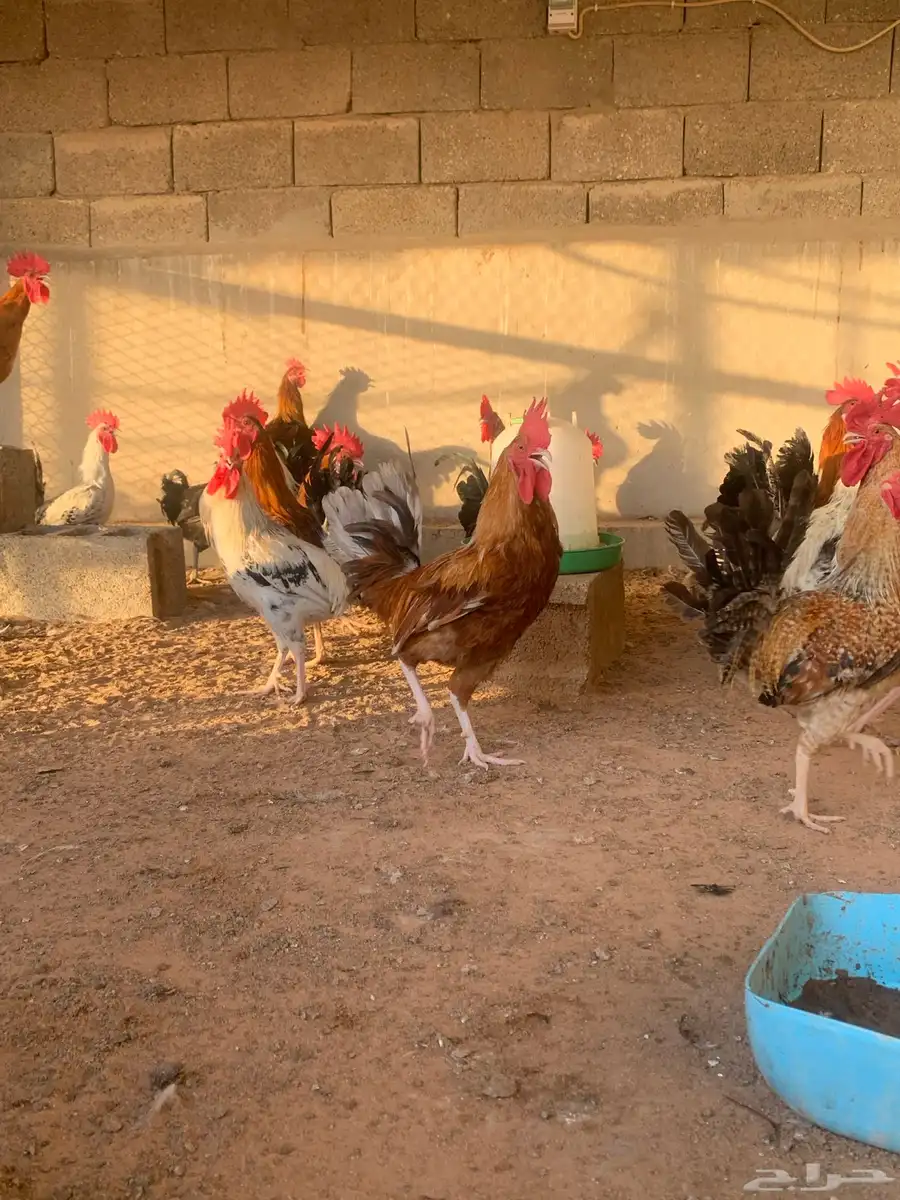 مشروع دجاج 9