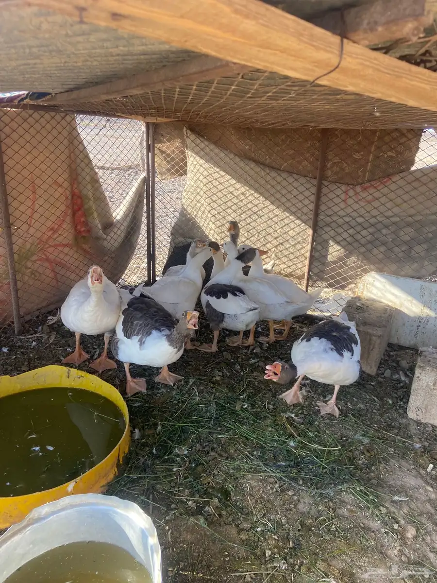 وز بلدي 2