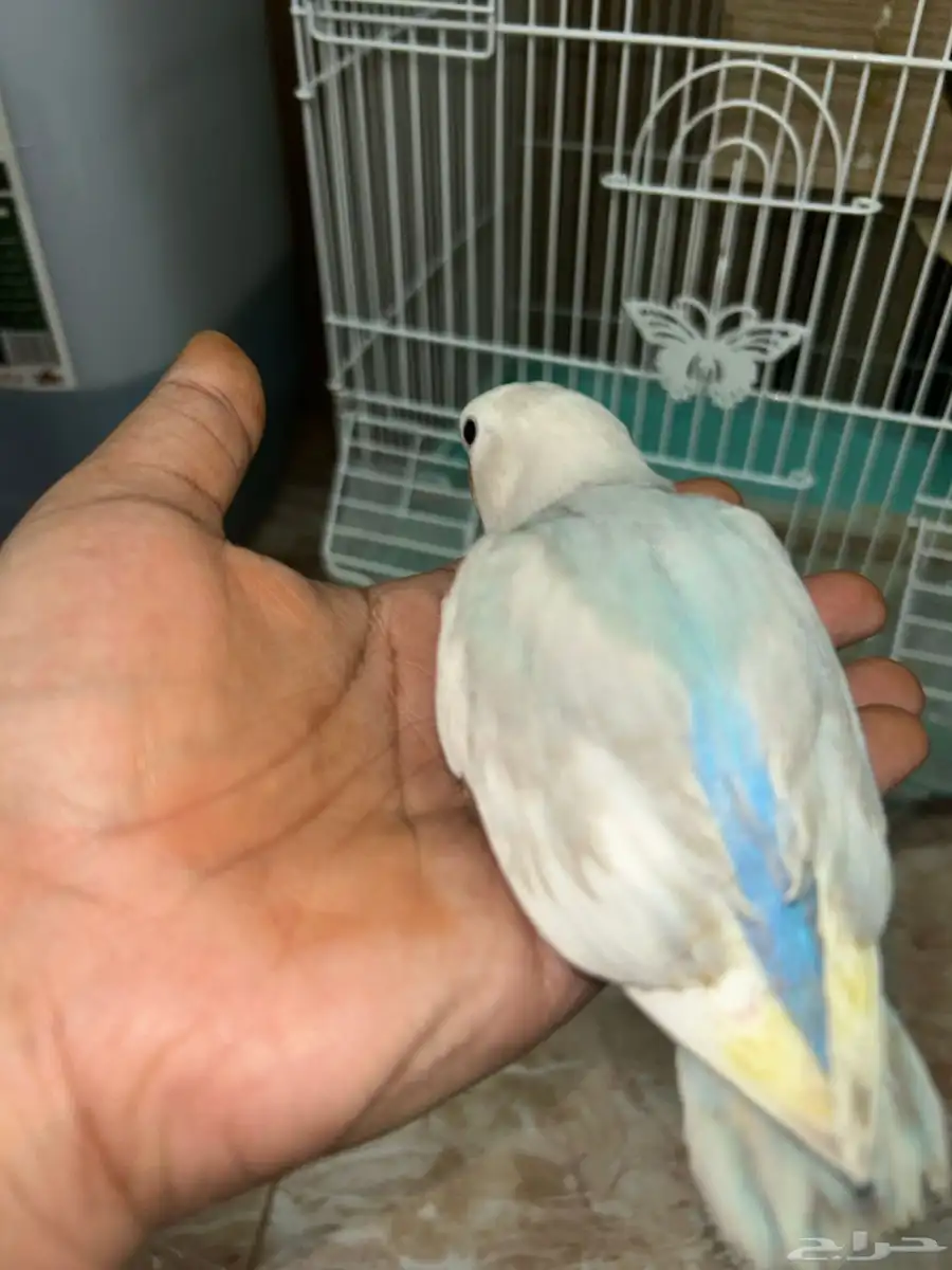 روز اليف مرره 3