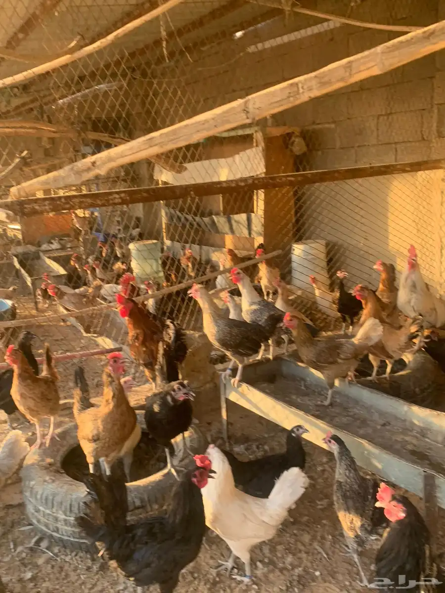 مشروع دجاج 7