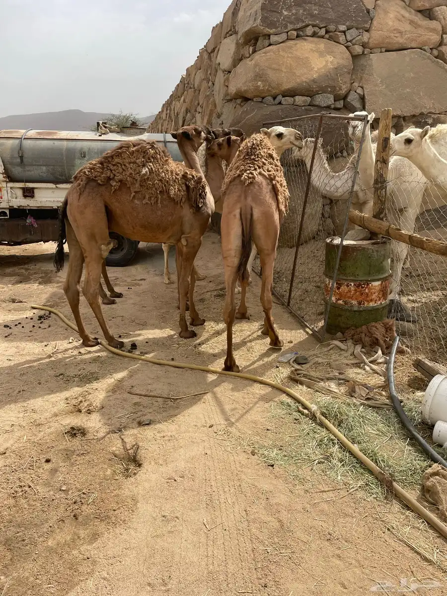 قعدان وبكره قعودين وبكره 1
