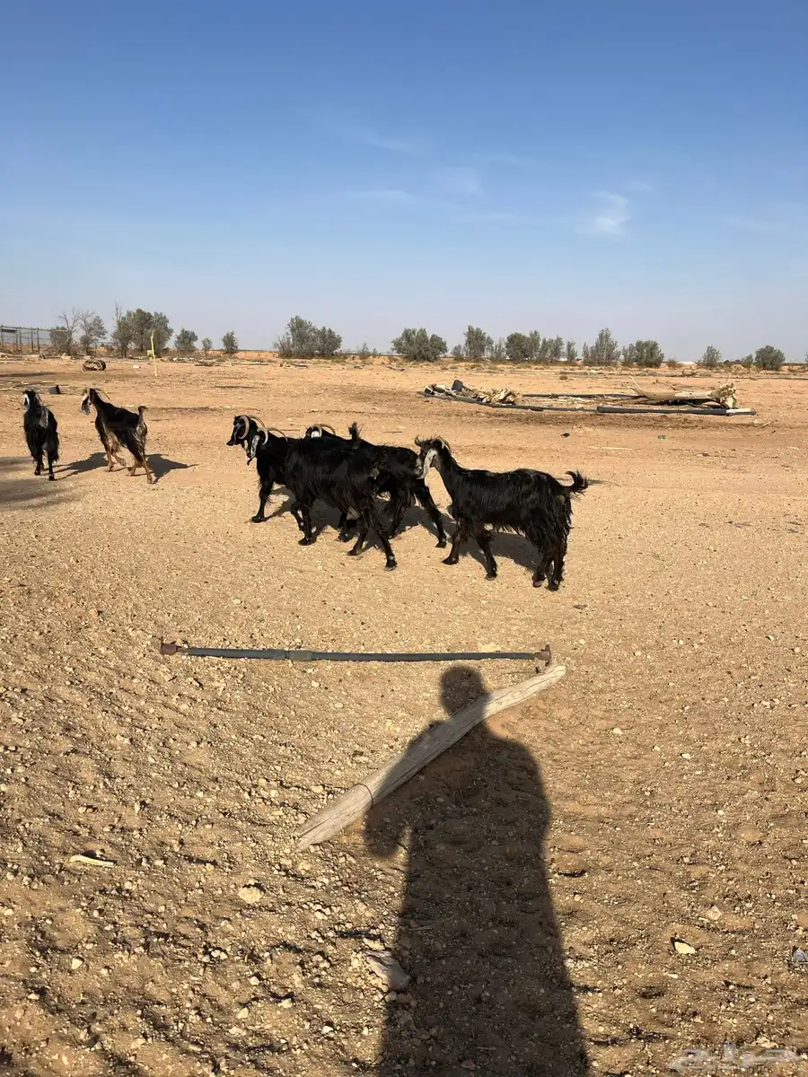 للبيع معزا 11