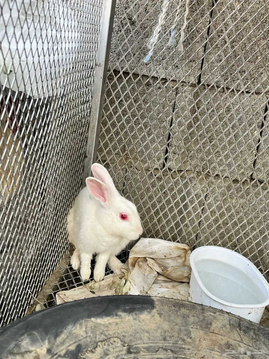 ارنب للبيع 7