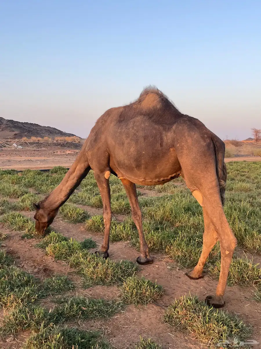 ناقه حايل خفوت سليمة من كل شيء 1