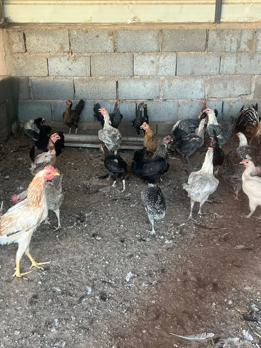 دجاج للبيع 1