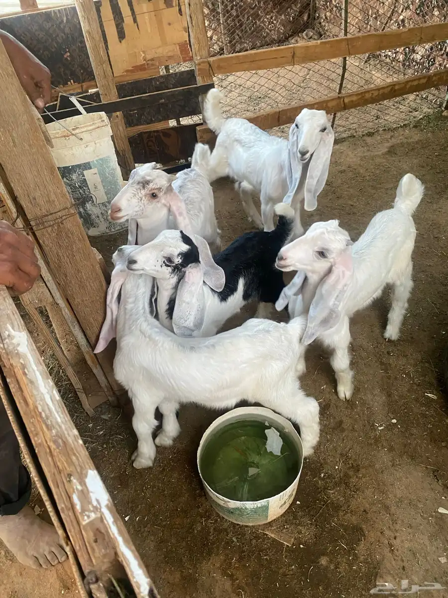 معزا للبيع 8