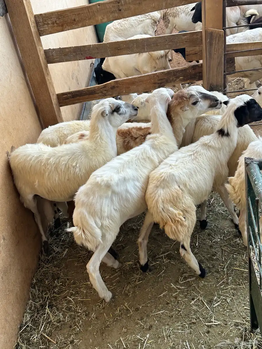 رخال رفيد 0