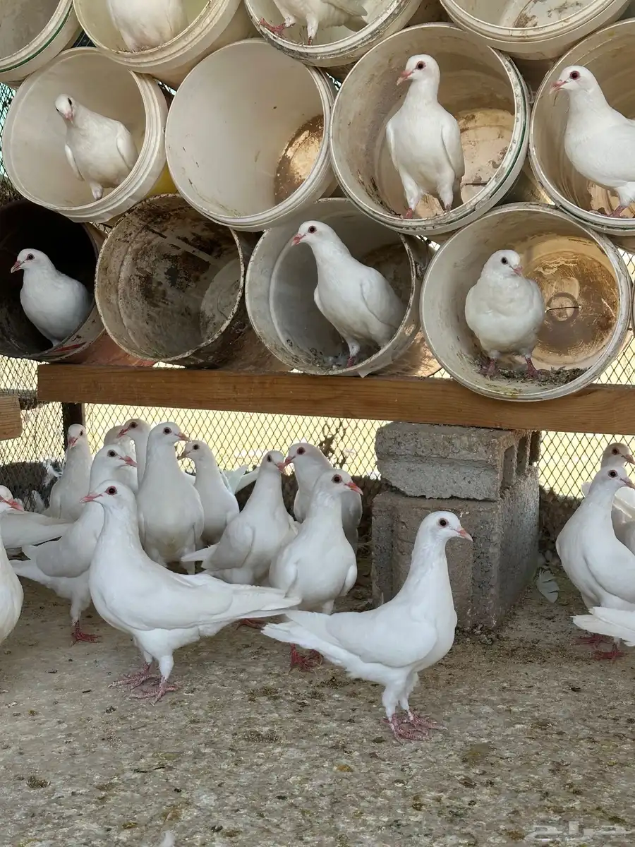 حمام فرنسي ملكي 0