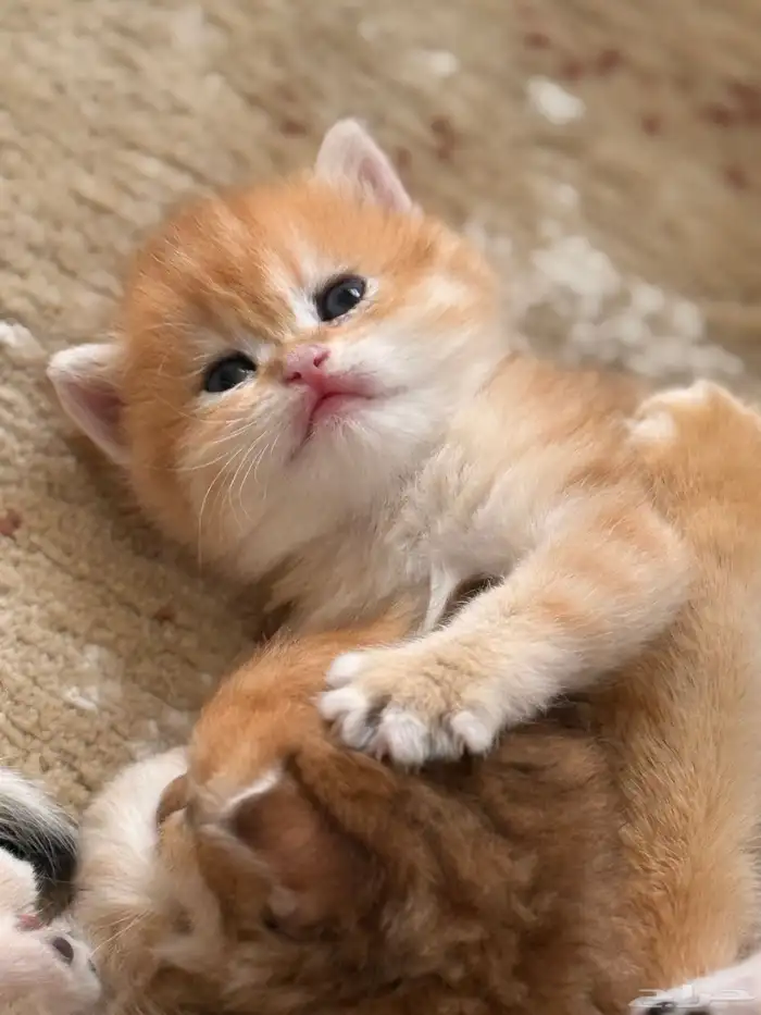 قطط برتش   سكوتش   للبيع 4