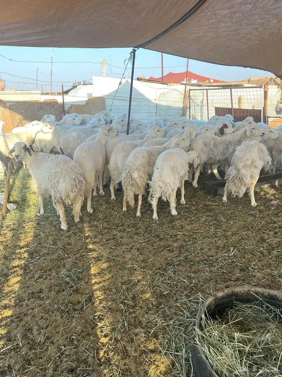 غنم مراح حريات صنف 3
