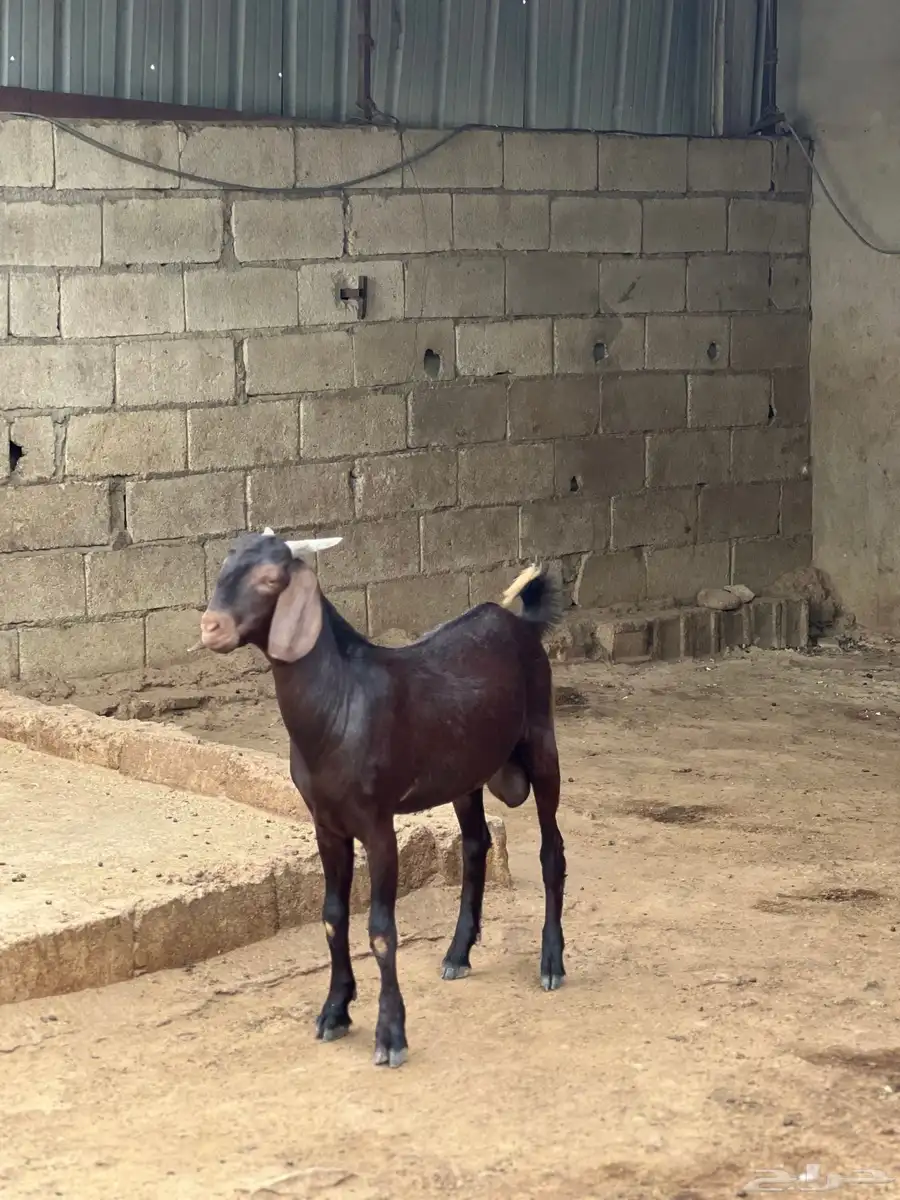 مشروع فحل كايف 3