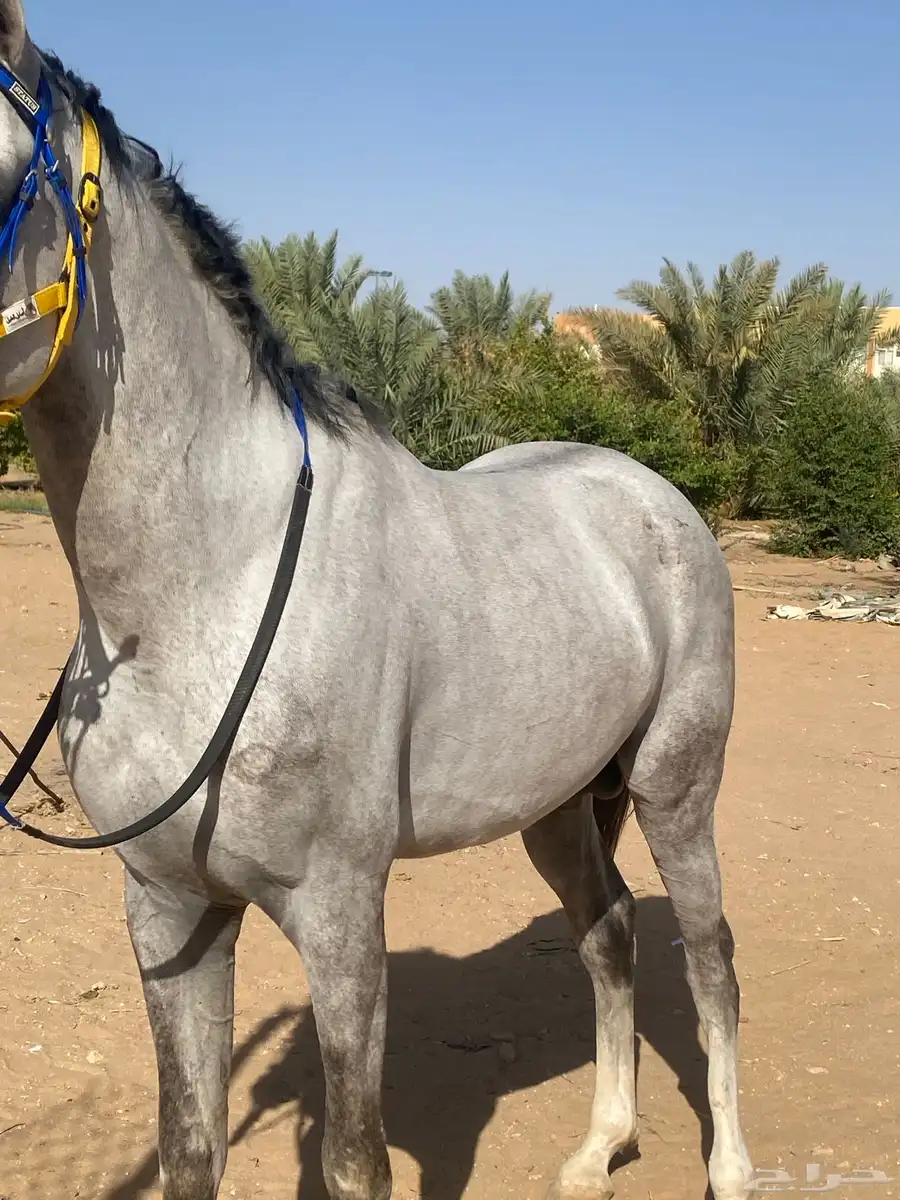 حصان شعبي كفو 2